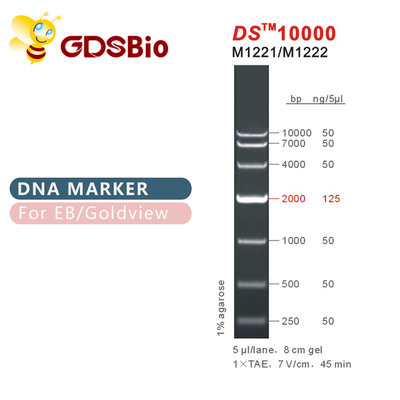 DS10000 Drabina znaczników DNA M1221 (50μg)/M1222 (5×50μg)