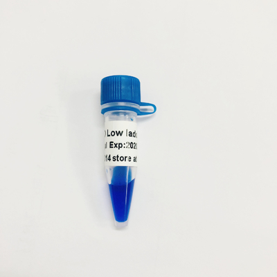 LD Low Ladder DNA Marker LM1031 (60 preparatów)/LM1032 (60 preparatów × 3)