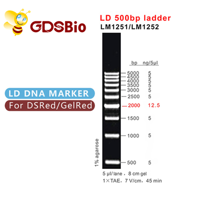 LD 500bp Ladder LM1251 (60 przygotowań)/LM1252 (60 przygotowań × 3)